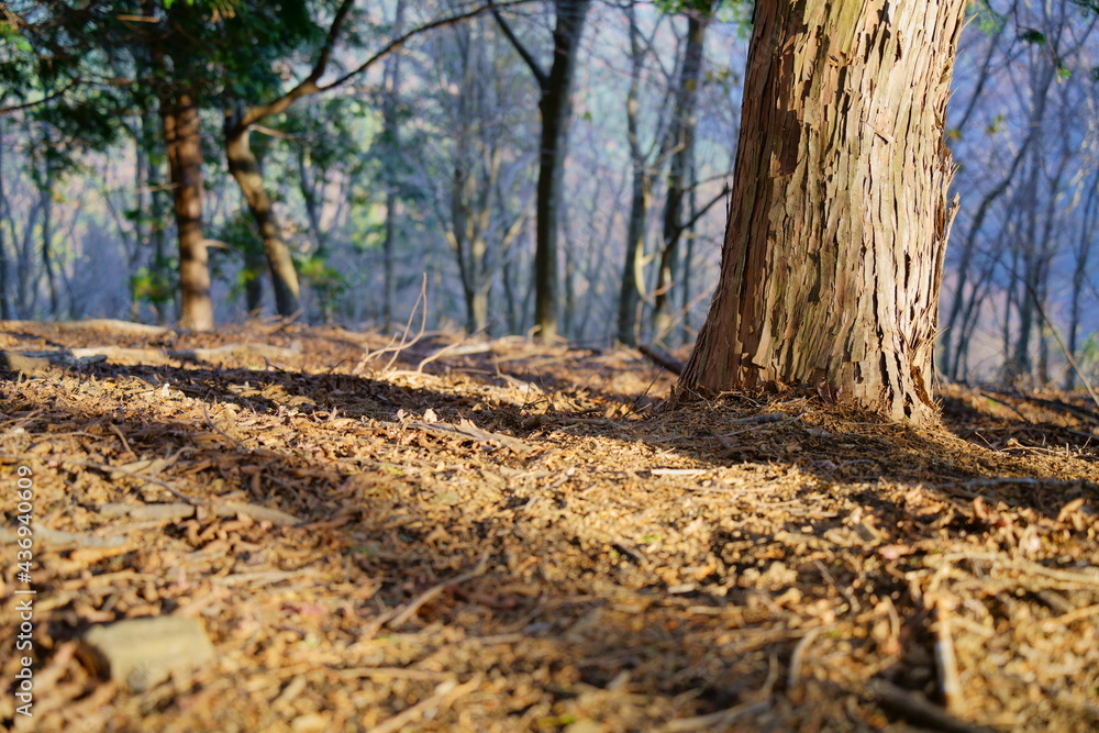 日が差し込む秋の山林の風景 日が差し込む秋の山林の風景