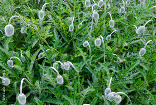 Green poppy buds on a background of green grass. Natural background. photo