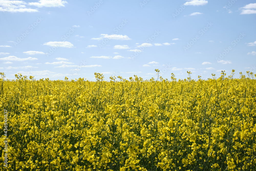 Obraz premium canola, rapeseed. Meadow with yellow flowers. Sun, blue sky, plants