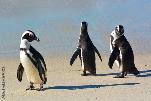 pinguins photo