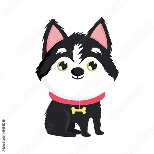 little dog with collar