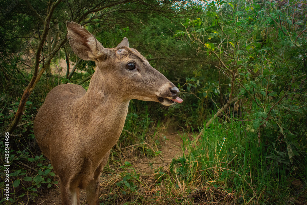 Close up of a young small deer looking at the camera in his own habitat. Wildlife preservation concept. Close up of a young small deer looking at the camera in his own habitat. Wildlife preservation concept.