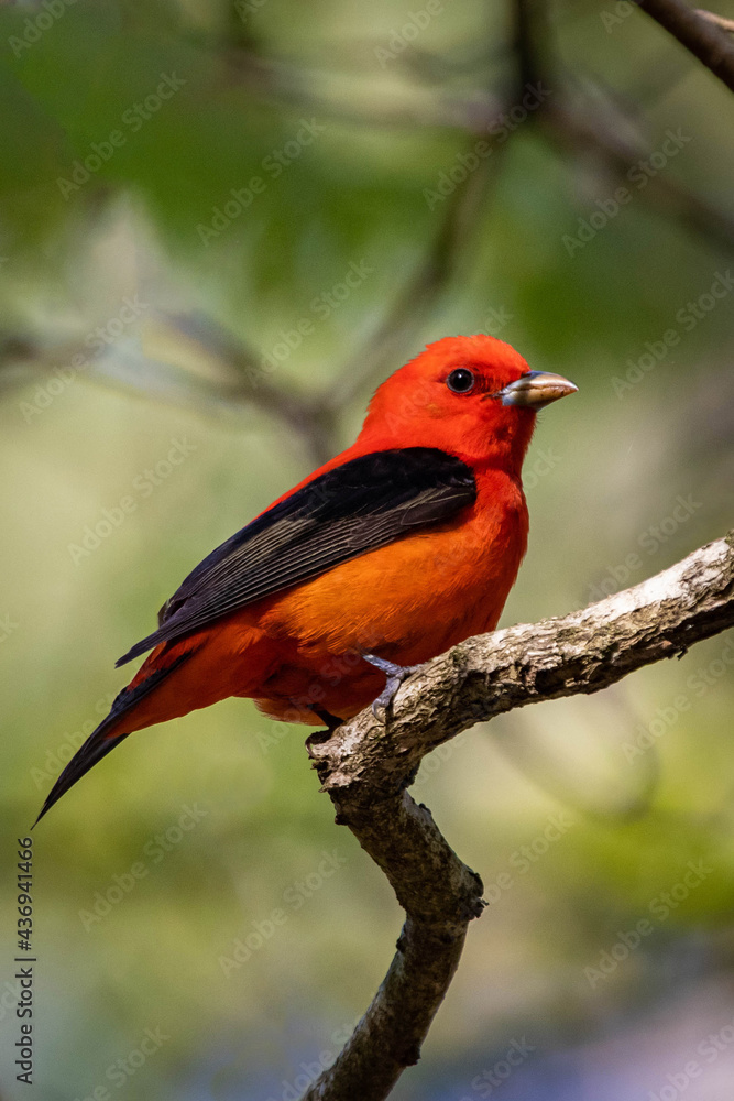 Fototapeta premium Beautiful Scarlet Tanager sitting on bench at sunset