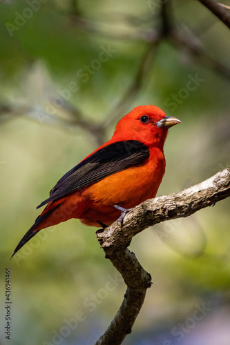 Beautiful Scarlet Tanager sitting on bench at sunset