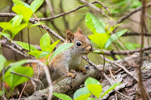 Curious young squirrel in the forest staring in the camera