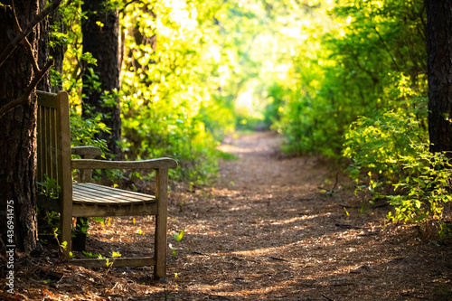 Obraz na plátne Empty wooden bench at morning sunshine in the forest