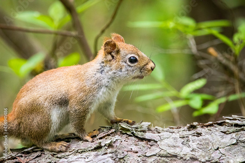 Curious young squirrel in the forest staring in the camera