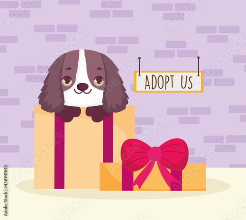 dog on gift box adoption
