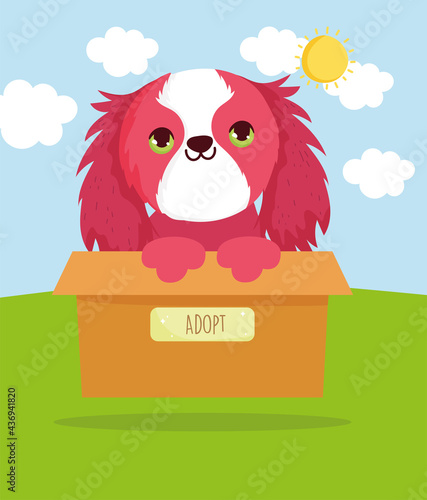 adopt cute dog