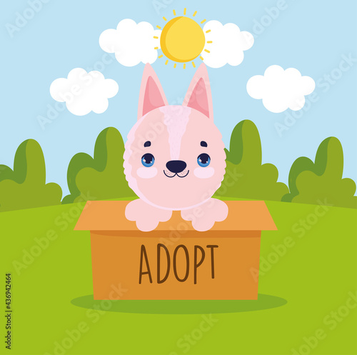 adoption dog inside box