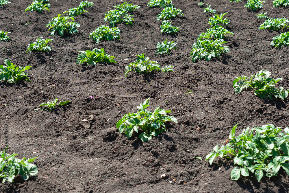 The tops of a young potato rose. The tops of a young potato rose.