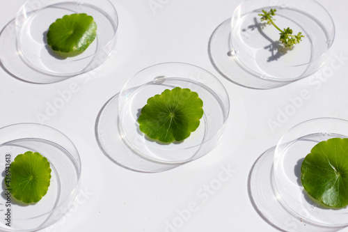 Fresh green centella asiatica leaves in petri dishes on white background. photo