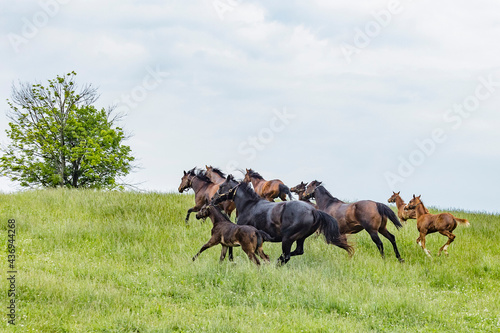 A herd of mares and foals running across a pasture. © Margaret Burlingham