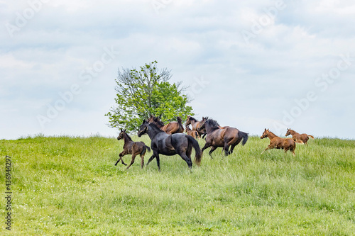 Mares and foals galloping across a green pasture.