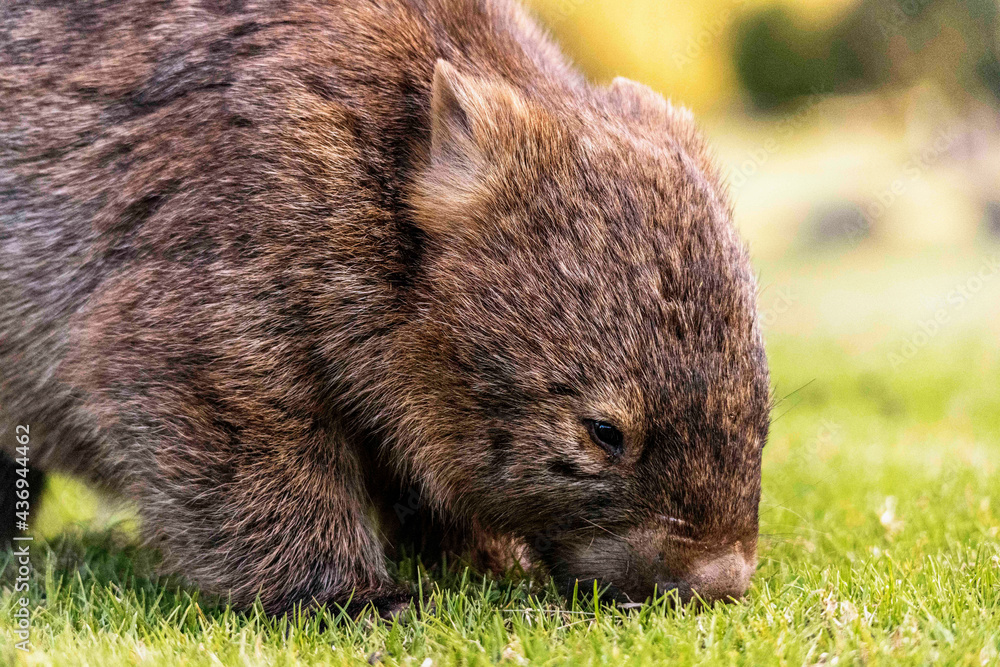Wombat Wombat