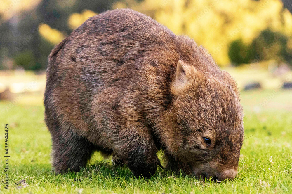 Wombat Wombat