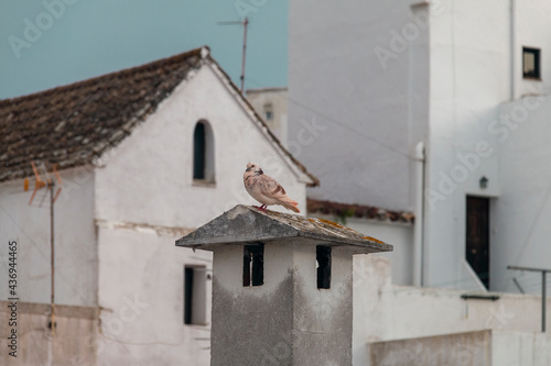 Urban landscape. Roofs. Pigeon in a chimney