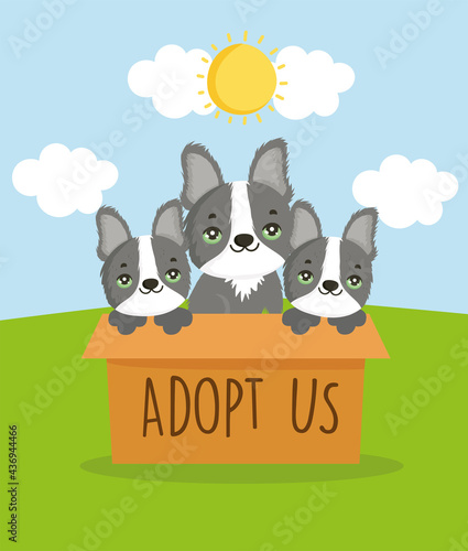 adoption cute dogs