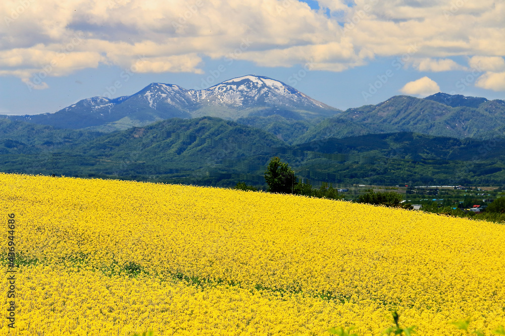 滝川市の菜の花畑と暑寒別岳 滝川市の菜の花畑と暑寒別岳
