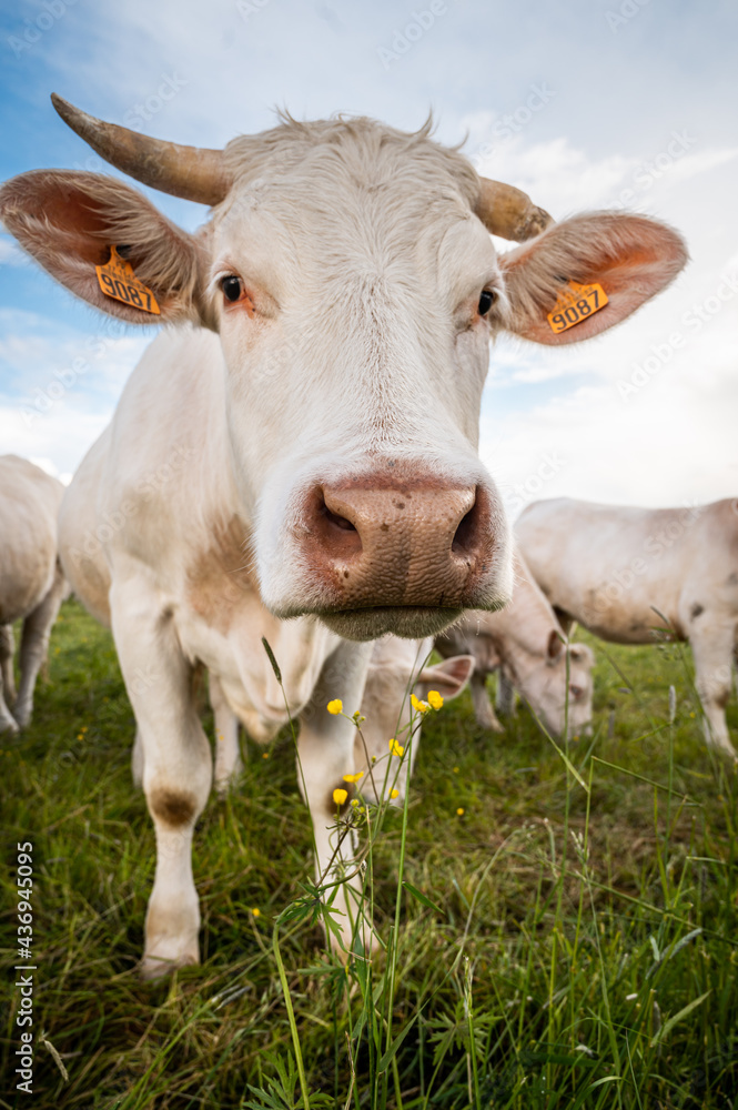 Vaches dans un pâturage en Normandie Vaches dans un pâturage en Normandie