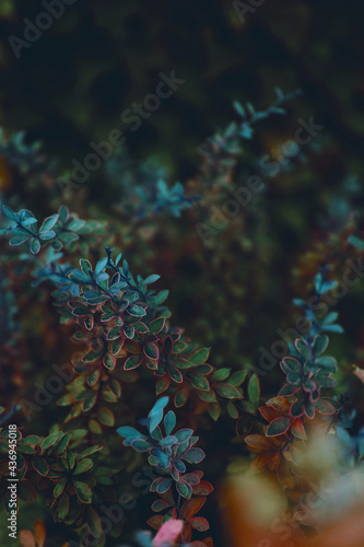 Natural background from multi-colored leaves of plants.