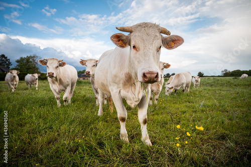 Vaches dans un pâturage en Normandie © Aurélien PAPA