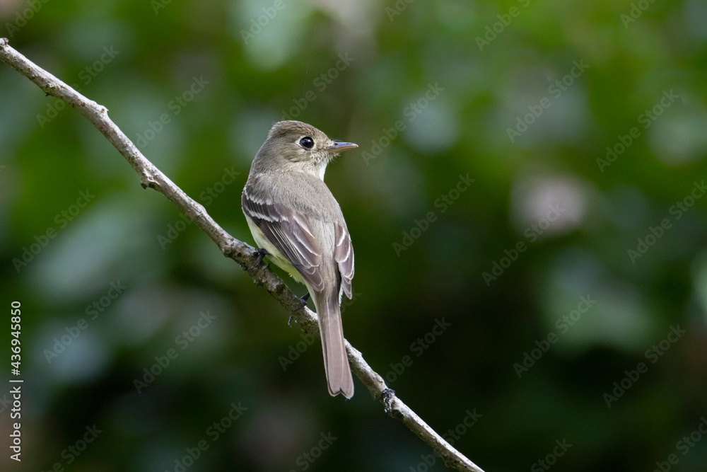 Hammond's Flycatcher bird Hammond's Flycatcher bird