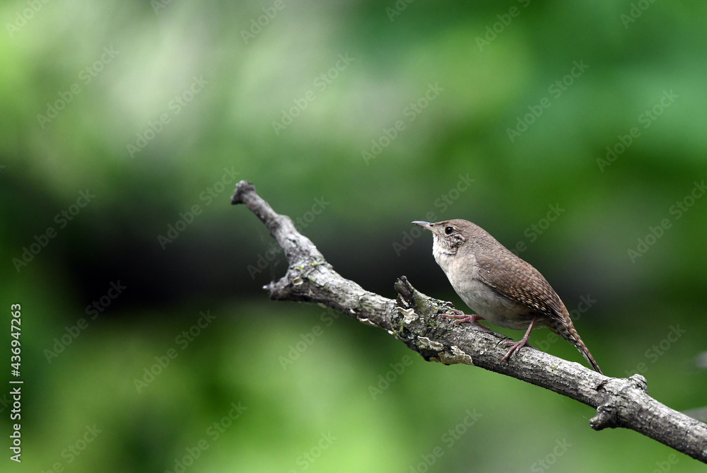 House Wren perches on branch about to sing on a spring time morning House Wren perches on branch about to sing on a spring time morning