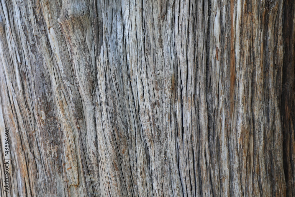 Close up of the old tree trunk