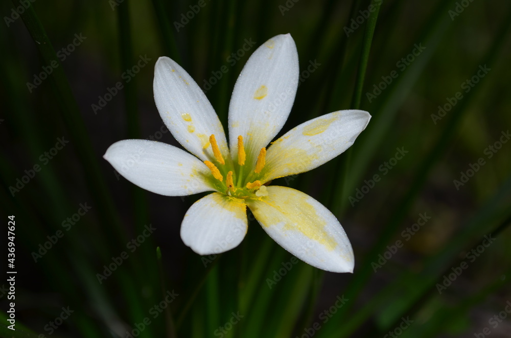 Flower White Flower White