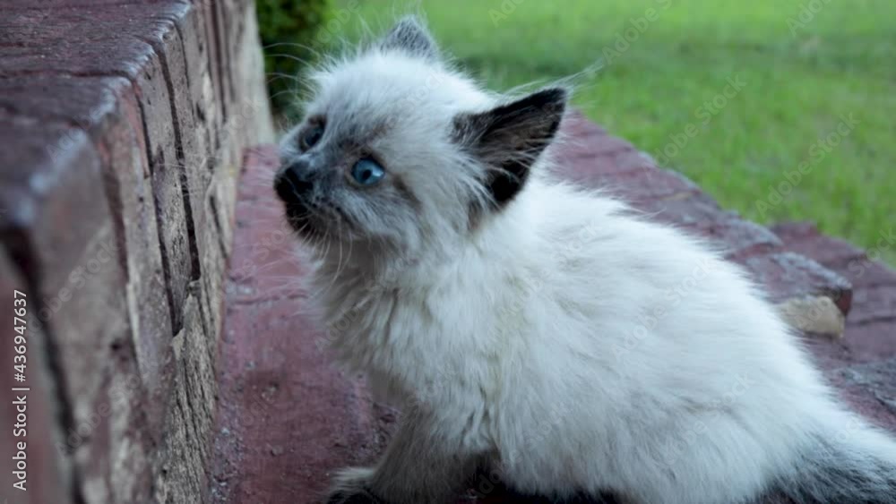 Ragdoll kitten close up playing on steps Ragdoll kitten close up playing on steps
