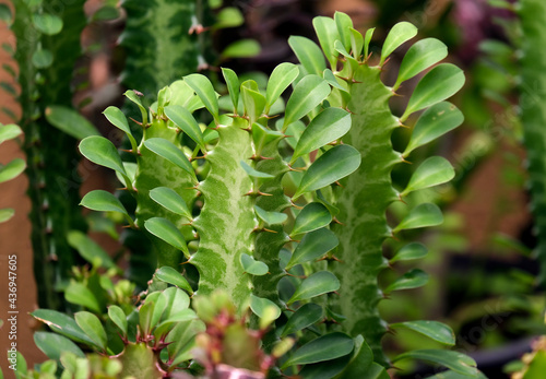 Ornamental exotic plant Euphorbia (Latin - Euphorbia trigona) photo