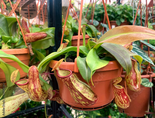 Nepentes, or Pitcher, or monkey bowl (lat. - Nepenthes) photo