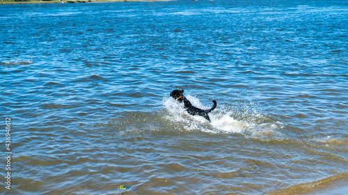 Black dog swimming