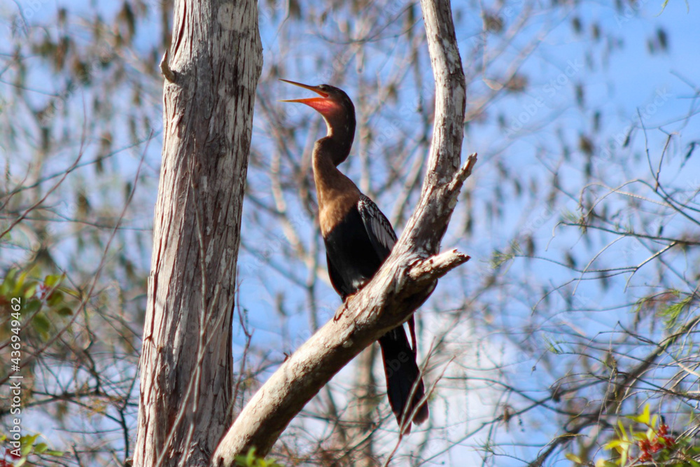 Fototapeta premium Snake Bird