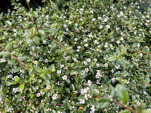 Closeup of baeckea bushes with waterdrops on them blooming in a field photo