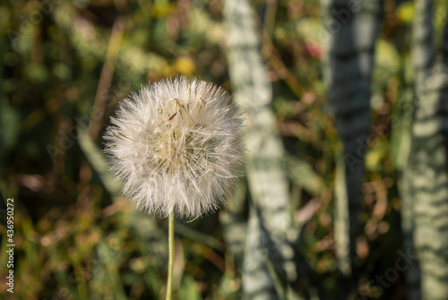 Dandelion flower head camouflaged among vegetation   Taraxacum officinale .