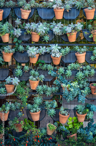 Several pots of succulent plants attached to a railing wall.