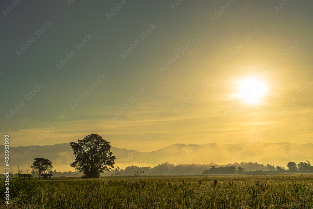 Fototapeta premium rice fields on sunrise time