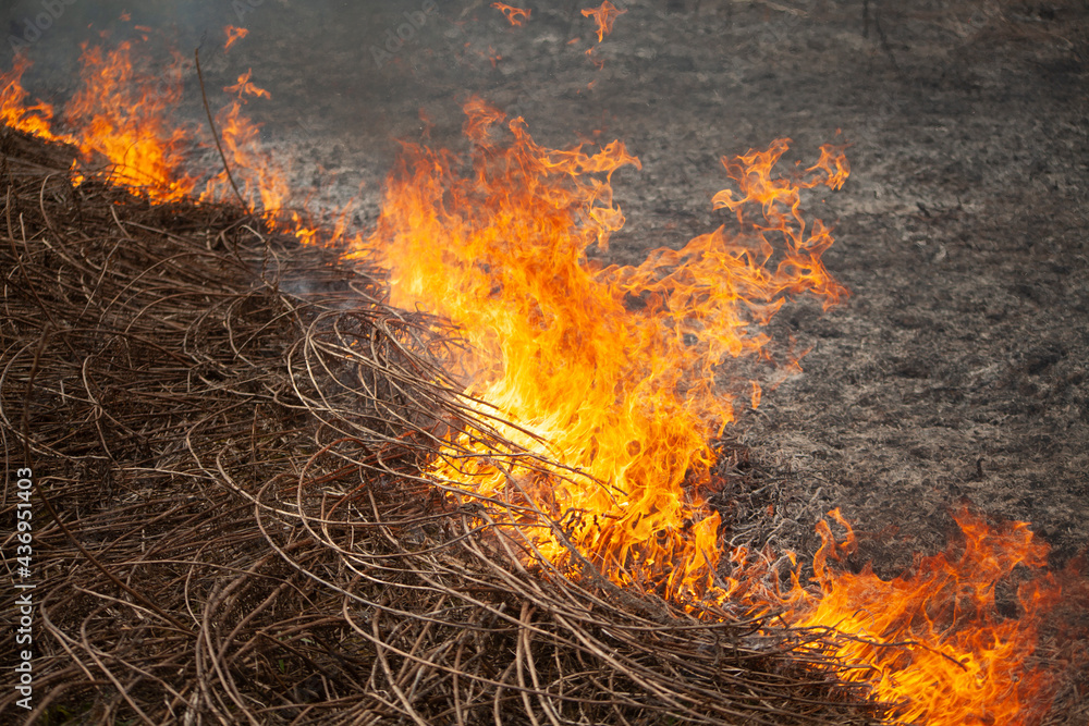 Dry grass is burning. Fire in the field in spring. Dry grass is burning. Fire in the field in spring.
