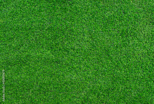 Green grass texture background. Top view