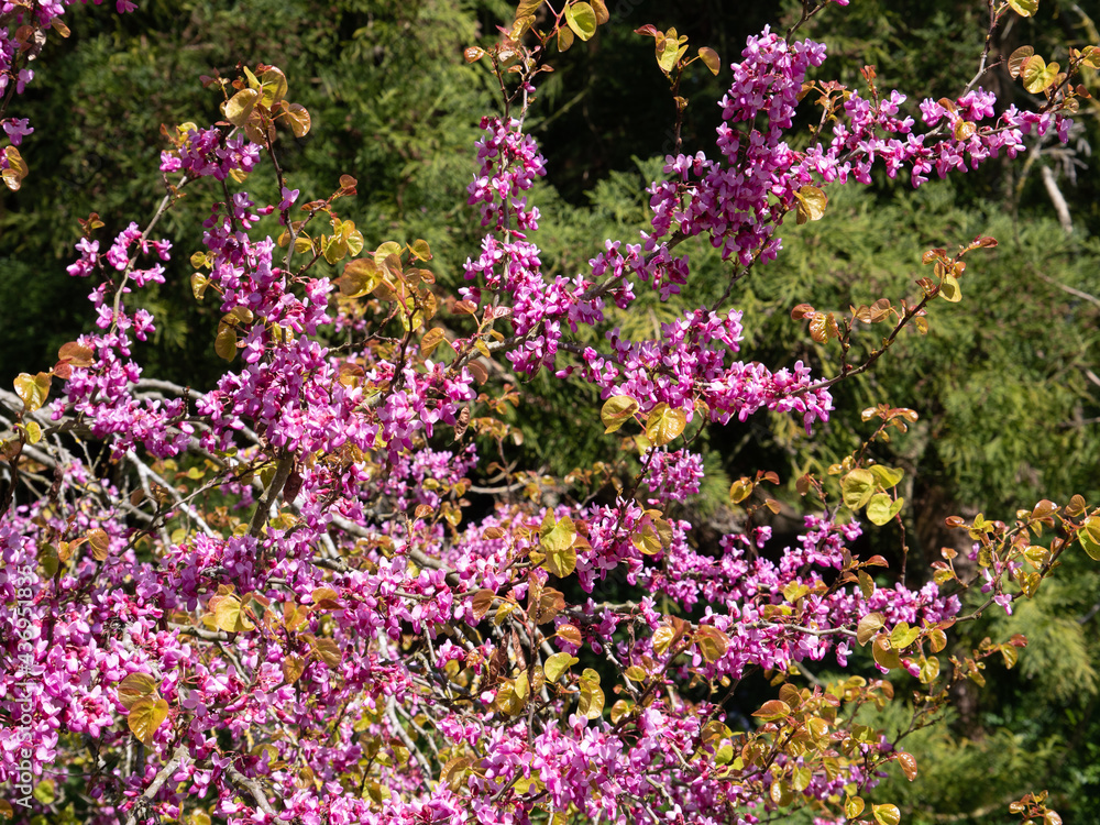 Beautiful summer flowers in the garden. Beautiful summer flowers in the garden.