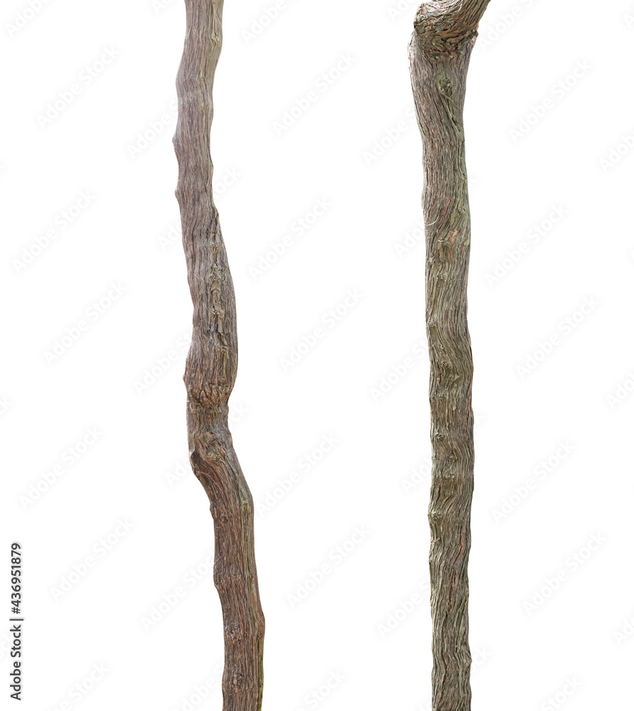 Naklejka premium Branches of grape vine isolated on white background with clipping path.