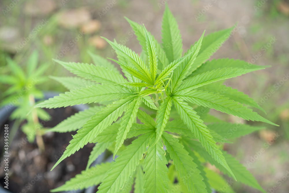 Organic marijuana or cannabis growth in the greenhouse close up. Organic marijuana or cannabis growth in the greenhouse close up.