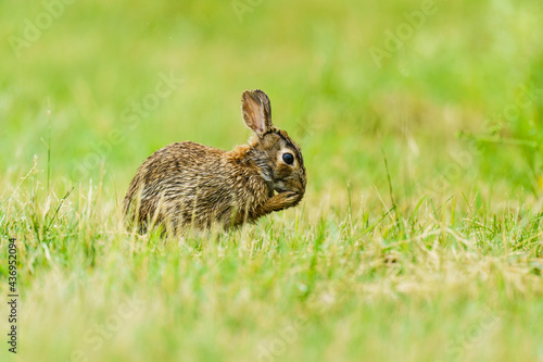 Quiet Rabbit © Mark