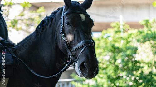 Canvas Print Portrait of Dutch warmblood dressage horse