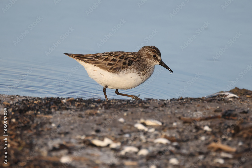 Least Sandpiper eating insect off surface of water, piping for food, walking and hunting for insect larvae and crustaceons
Least Sandpiper eating insect off surface of water, piping for food, walking and hunting for insect larvae and crustaceons