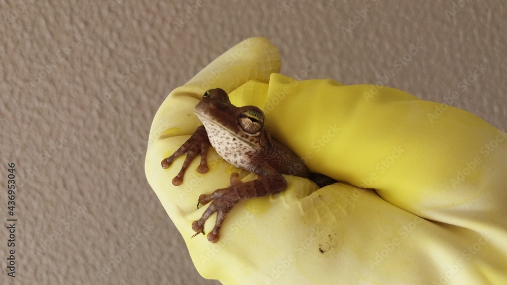 Obraz premium lizard on a leaf