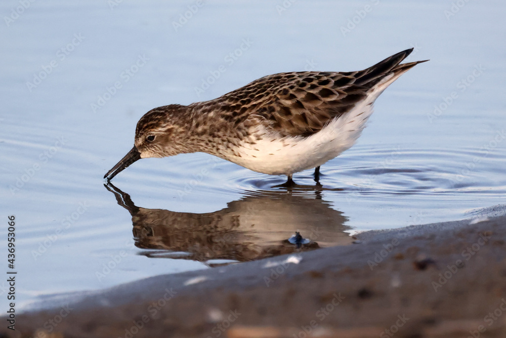 Obraz premium Least Sandpiper eating insect off surface of water, piping for food, walking and hunting for insect larvae and crustaceons 