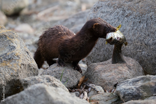 an American mink coming out of the Rideau Canal with a fish in its mouth photo